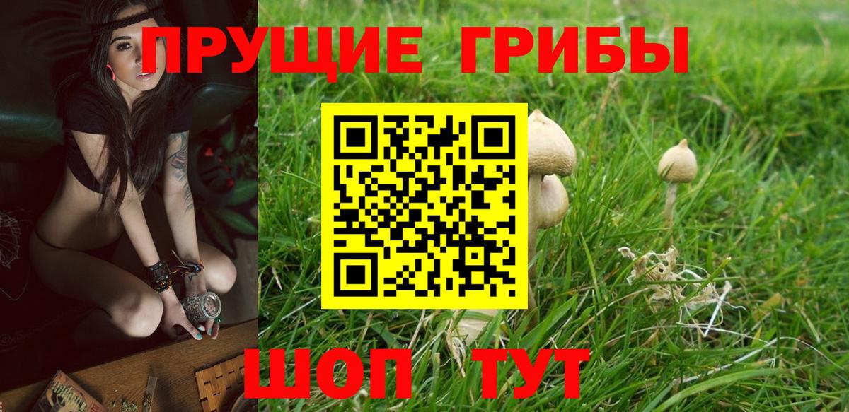 Карачаевск  Псилоцибиновые грибы Psilocybine cubensis  Галлюциногенные грибы MAGIC MUSHROOMS  Вход с VPN 